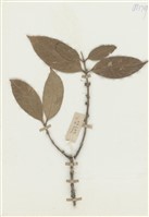 藏品(Tricalysia viridiglora (DC.) Chuug)的圖片